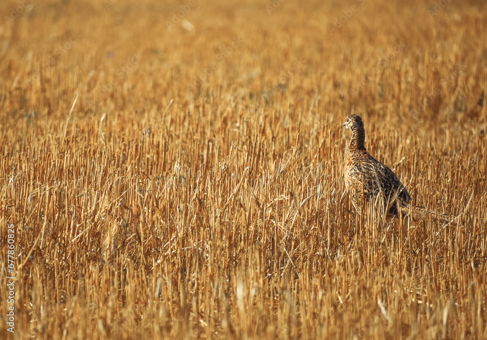 Phasianus colchicus running on stubble in summer
