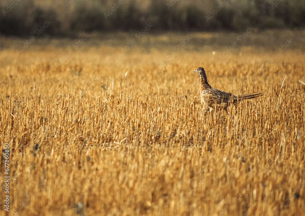 Phasianus colchicus running on stubble in summer