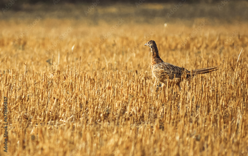 Phasianus colchicus running on stubble in summer