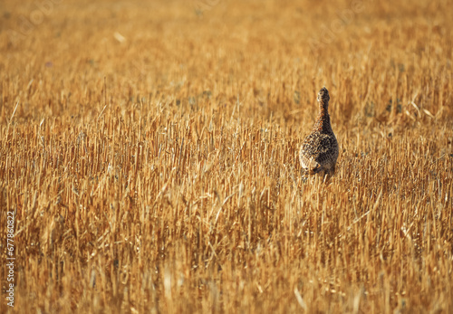 Obraz na płótnie Phasianus colchicus running on stubble in summer w salonie