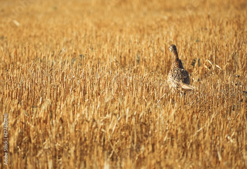 Phasianus colchicus running on stubble in summer