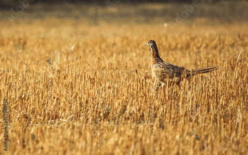 Obraz na płótnie Phasianus colchicus running on stubble in summer w salonie