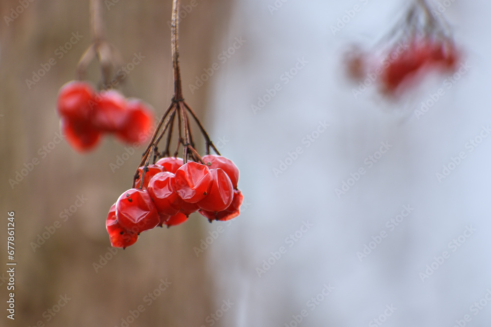 dried field fruits in the forest