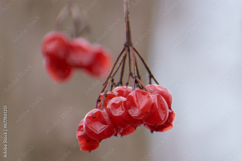 dried field fruits in the forest