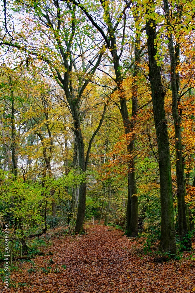 Herbst im deutschen Wald mit vielen bunten Farben