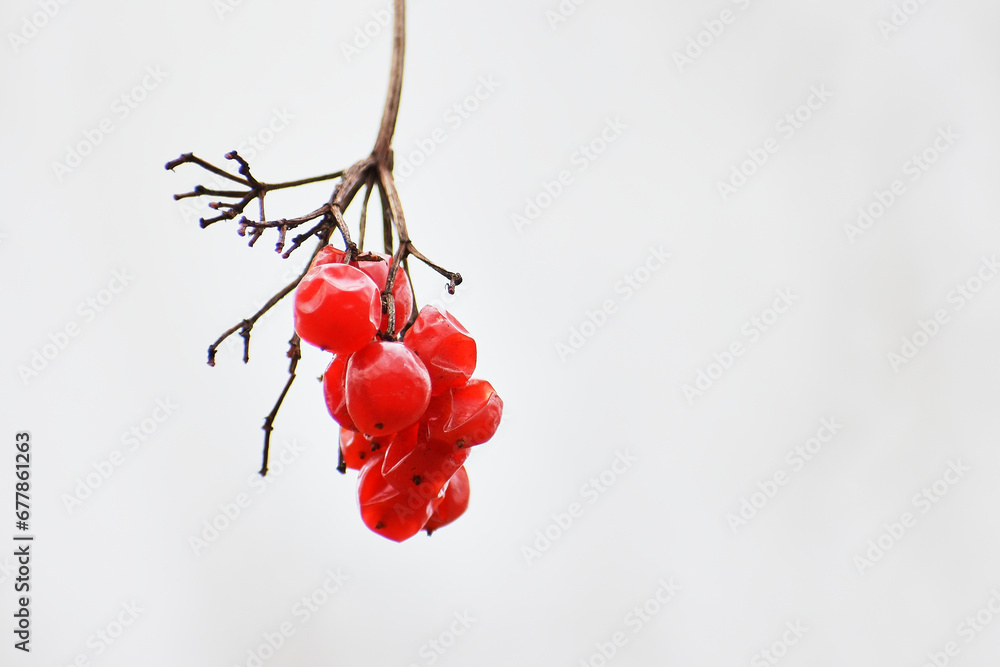 dried field fruits in the forest