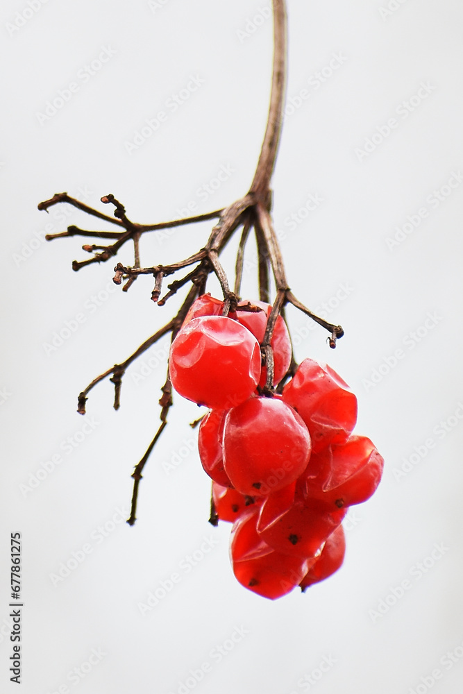 dried field fruits in the forest