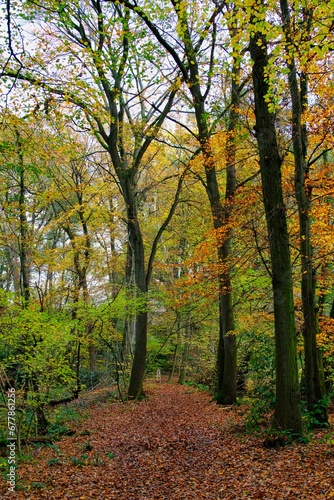 Herbst im deutschen Wald mit vielen bunten Farben