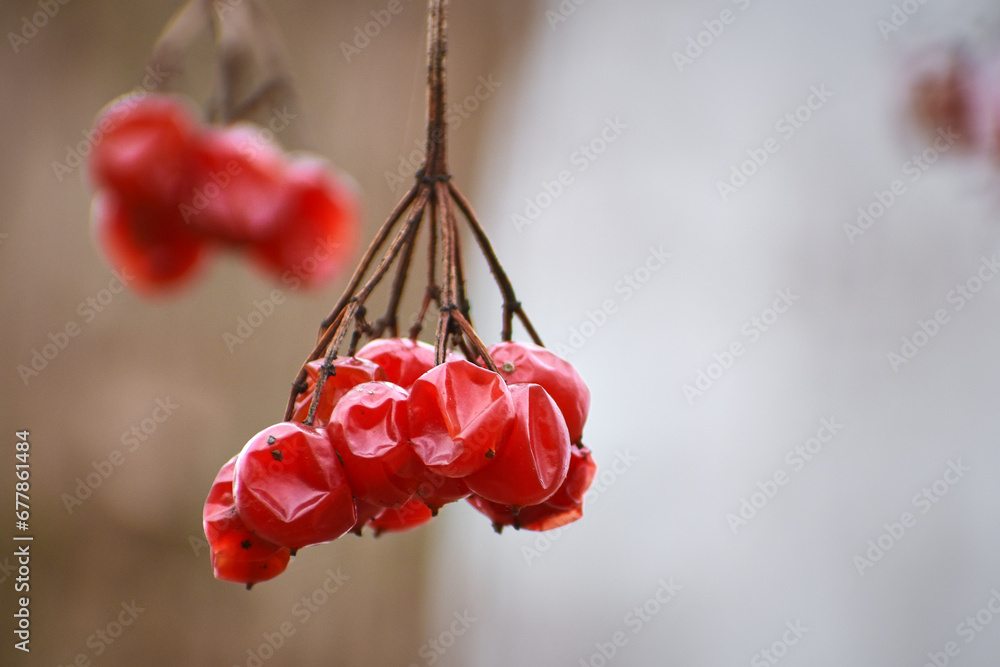 dried field fruits in the forest