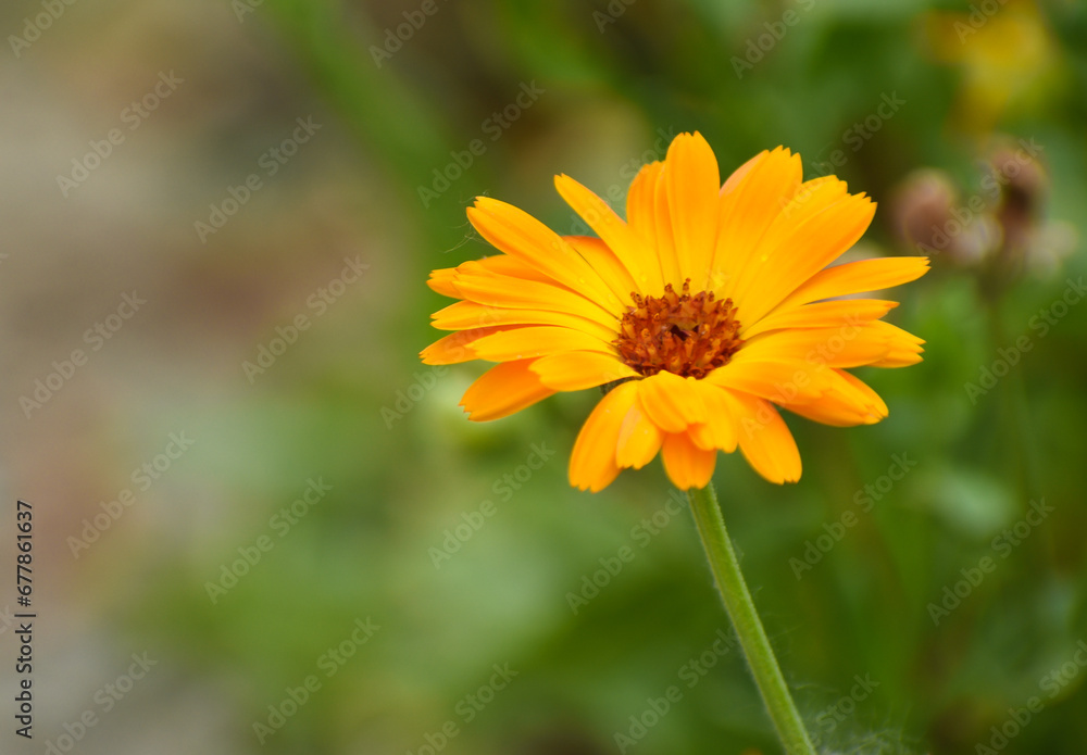 Beautiful flowers of Calendula officinalis blooming in the garden
