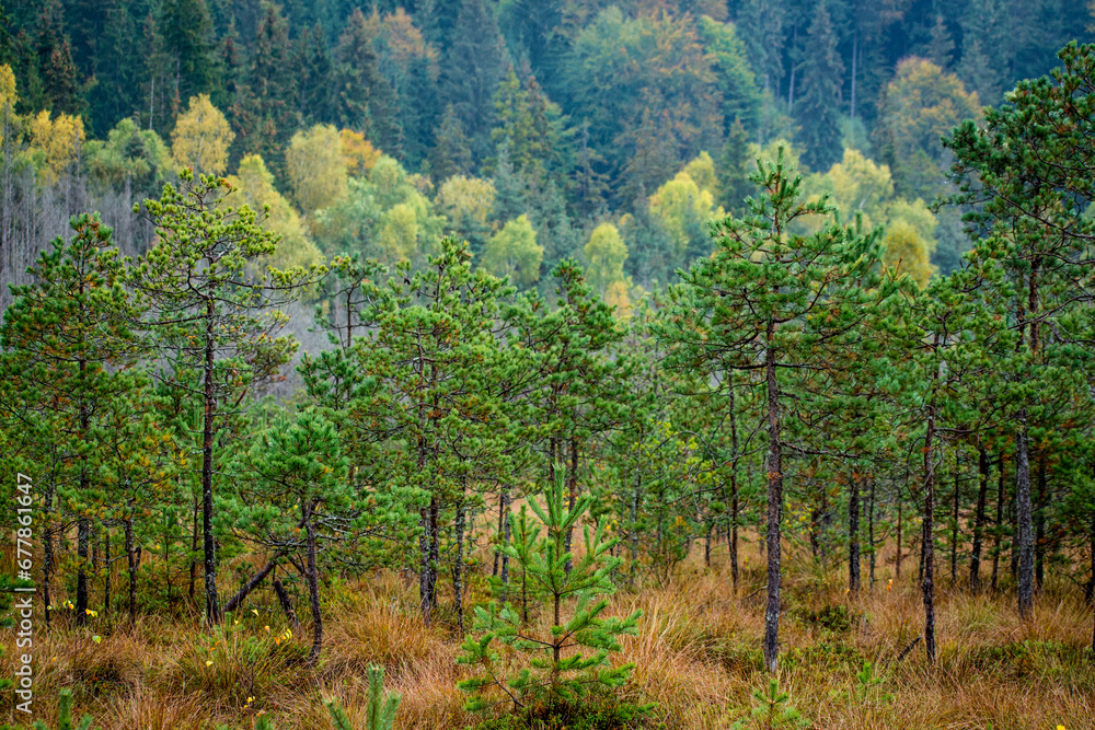 the beautiful autumn colored forest