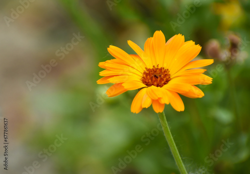 Obraz na płótnie Beautiful flowers of Calendula officinalis blooming in the garden w salonie