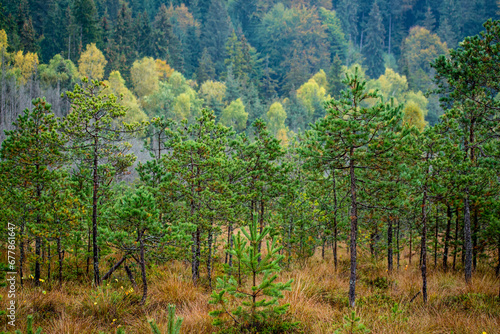 Obraz na płótnie the beautiful autumn colored forest w salonie