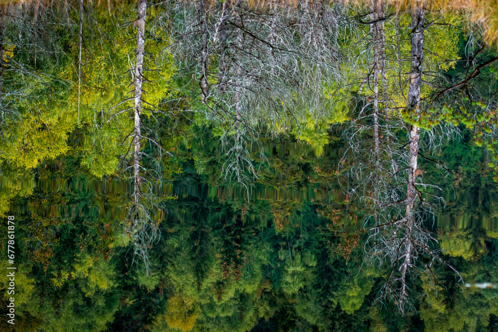 the beautiful autumn colored forest