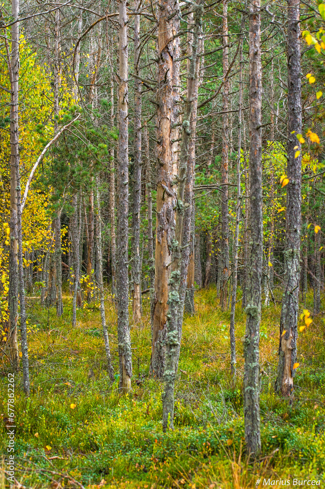 the beautiful autumn colored forest