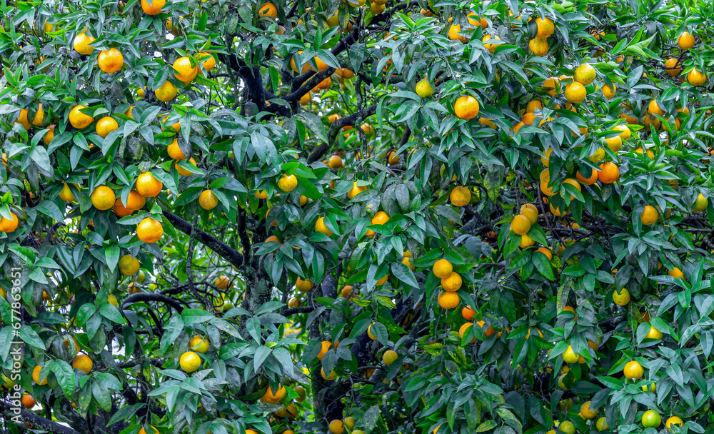 Orange tree background 