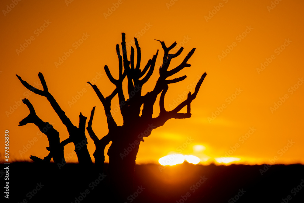 Quiver tree in the sunset Quiver tree in the sunset