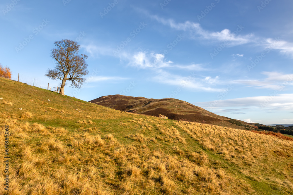 A lone tree standing proud on a hilltop in the Scottish Highlands. Soft, warm, orange light A lone tree standing proud on a hilltop in the Scottish Highlands. Soft, warm, orange light
