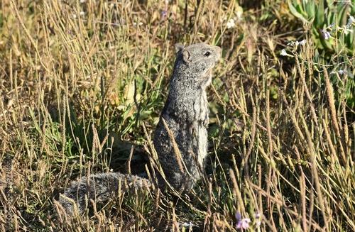 Cute little squirrel posing in the grass. © Wirestock