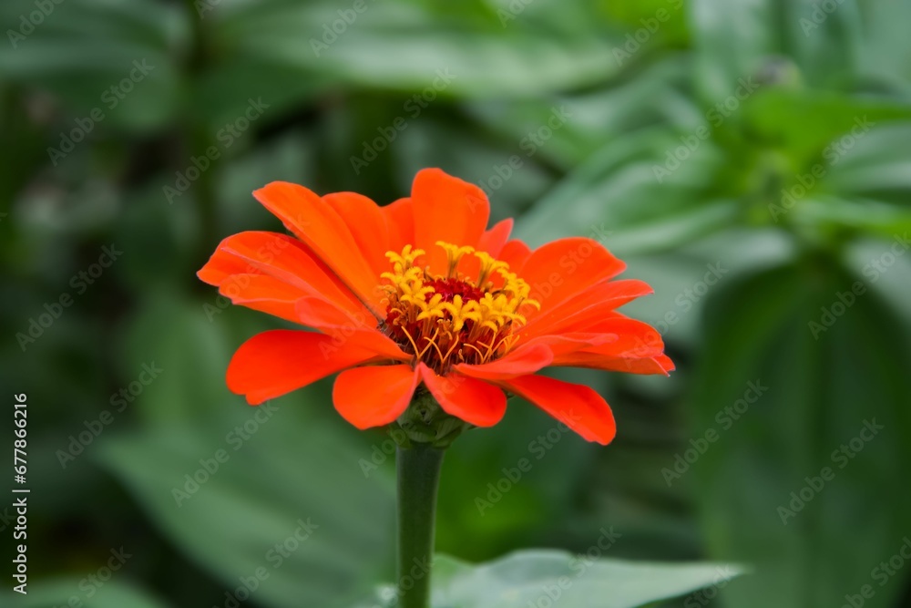 Closeup of a red zinnia flower in a garden Closeup of a red zinnia flower in a garden