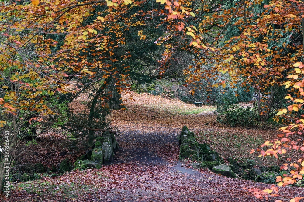 autumn landscape with trees