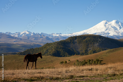 Panoramic view of a mountain pasture with a lone horse in the morning against a snow-capped mountain in the distance. Copy space.