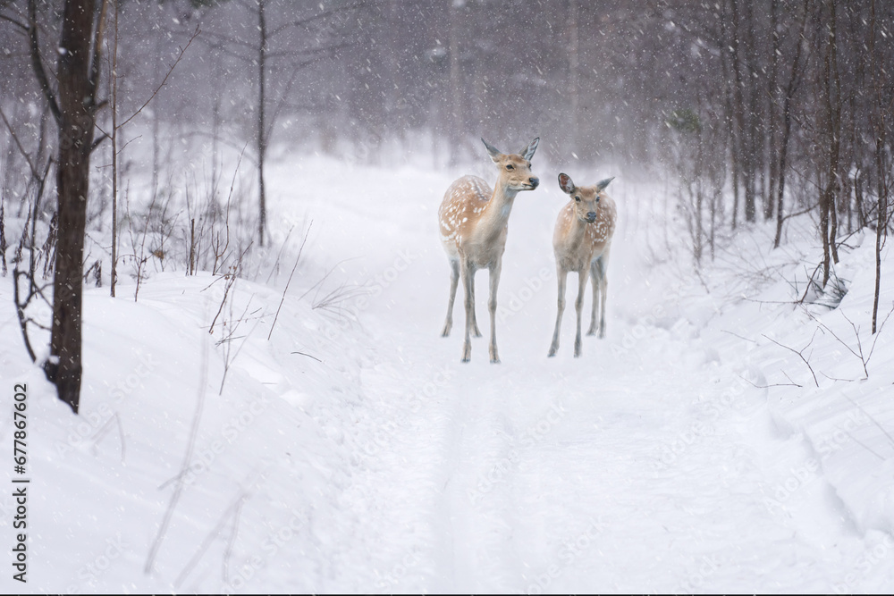 Fototapeta premium Reindeer with calf on the trail in the winter snow-covered forest. Blizzard.
