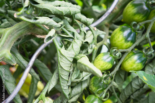 Eingerollte Blätter an Tomatenpflanze