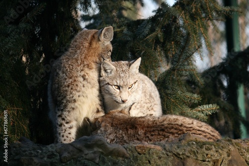 Closeup of a group of lynx in the sunset