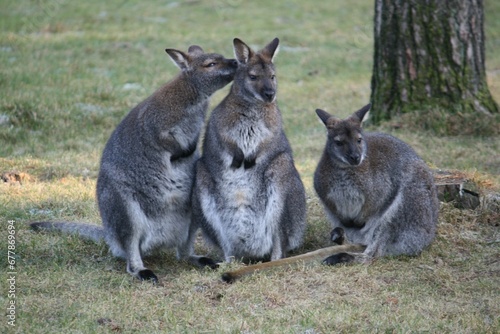 Closeup of kangaroos cuddling