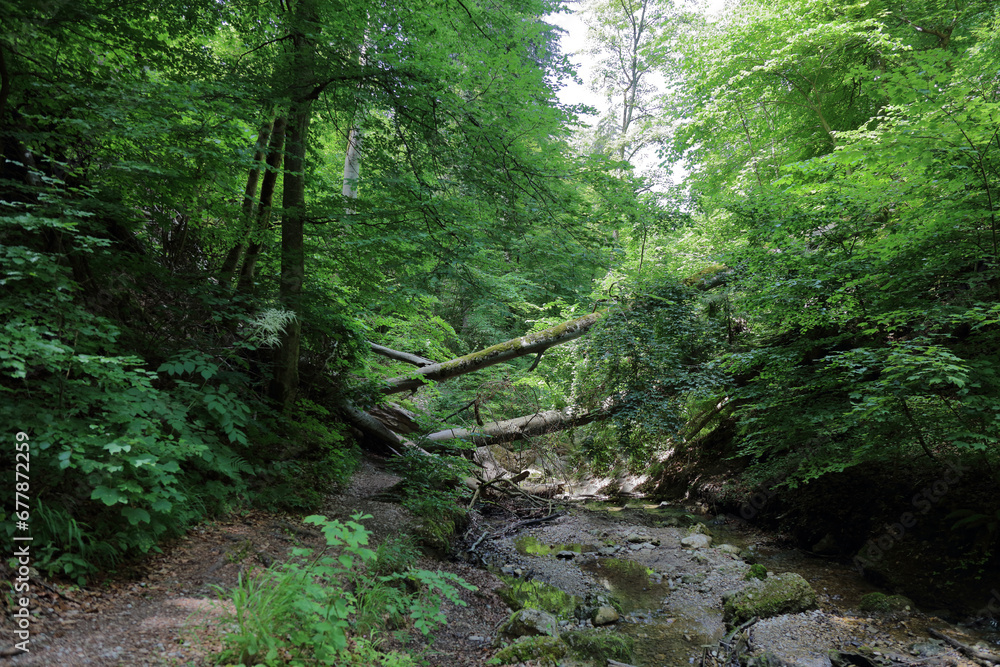Obraz premium Landschaft Bayern - Pähler Schlucht - Burgleitenbach / Landscape Bavaria - Pähler Gorge - Burgleitenbach /