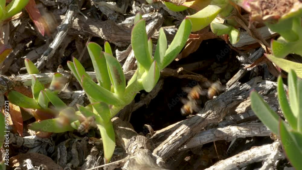 Bees entering and leaving frantically at the entrance to a natural hive built among natural bushes. 4K footage Bees entering and leaving frantically at the entrance to a natural hive built among natural bushes. 4K footage