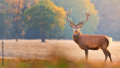 banner with red deer stag in the autumn field noble deer male beautiful animal in the nature habitat wildlife scene wild nature landscape wallpaper beautiful fall background with copy space