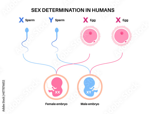 Sex Determination in Humans