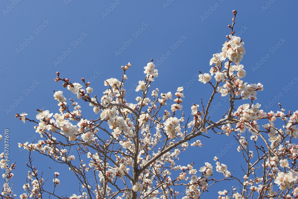 Selective focus of beautiful branches of white blossoms on the tree under blue sky, Beautiful Sakura flowers during spring season in the park, Floral pattern texture, Nature background. Selective focus of beautiful branches of white blossoms on the tree under blue sky, Beautiful Sakura flowers during spring season in the park, Floral pattern texture, Nature background.