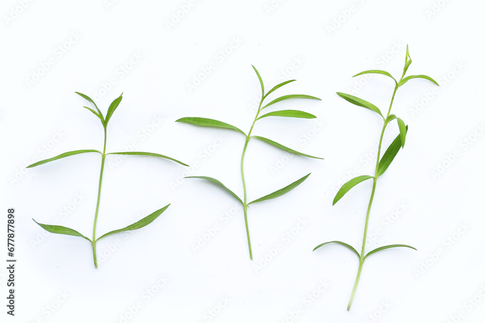 Fresh tarragon on white background. Fresh tarragon on white background.