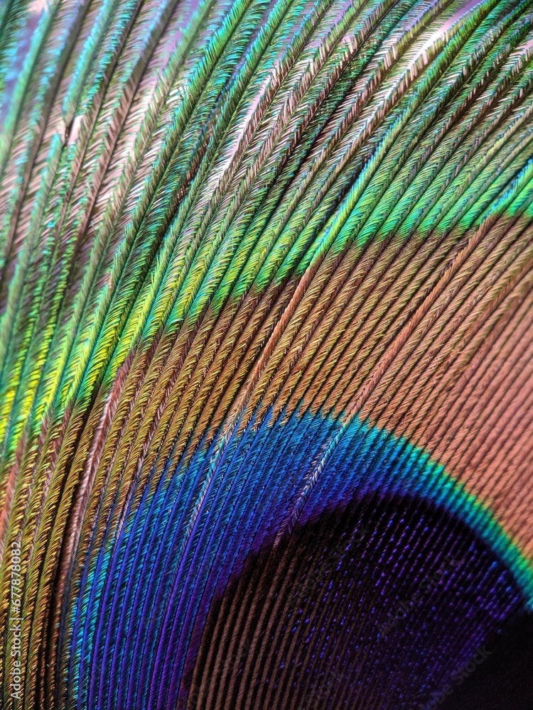Obraz premium Closeup of a beautiful peacock feather - perfect for background