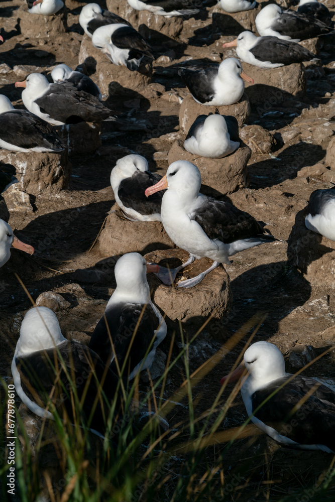 Obraz premium フォークランド諸島 スティープルジェイソン島 マユグロアホウドリのコロニー