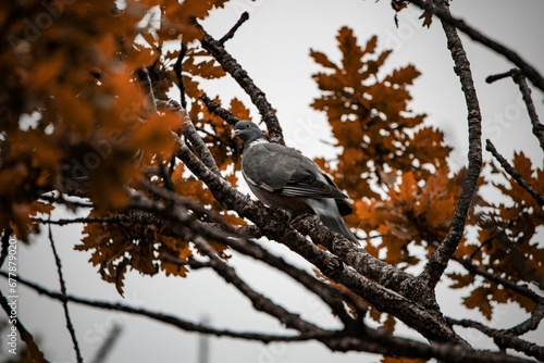 Common wood pigeon perched on a tree branch.