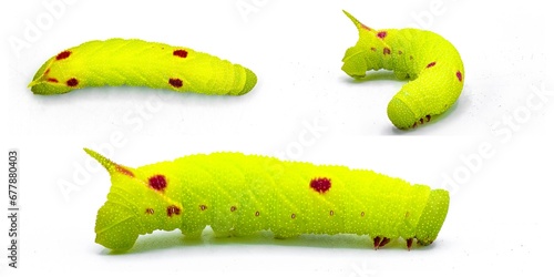 Small eyed sphinx moth - Paonias myops - caterpillar larva lime green color with red spots or dots.  Horned or horn worm silk moth. Isolated on white background three views photo