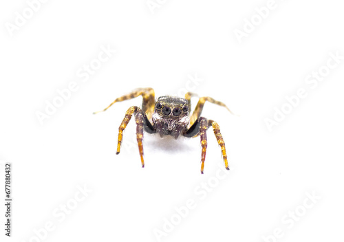 Twin flagged jumping spider - Anasaitis canosa - isolated on white background close up front face view. Cute, small, adorable. named for the bright white markings on its pedipalps that resemble flags