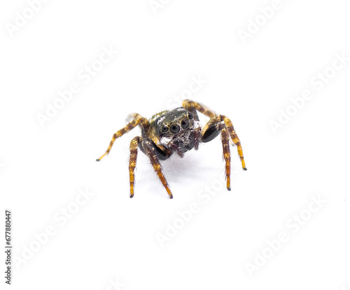 Twin flagged jumping spider - Anasaitis canosa - isolated on white background close up front face view. Cute, small, adorable. named for the bright white markings on its pedipalps that resemble flags