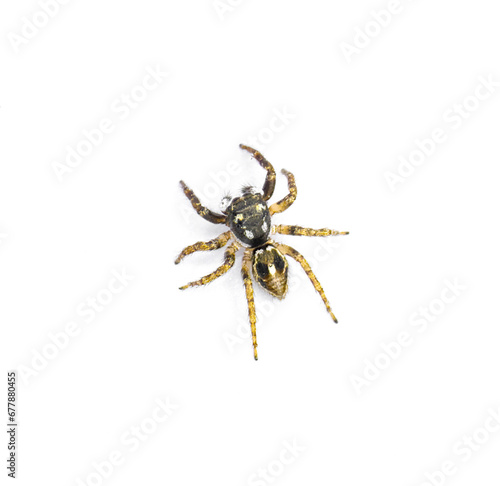 Twin flagged jumping spider - Anasaitis canosa - isolated on white background close up top dorsal view. Cute, small, adorable. named for the bright white markings on its pedipalps that resemble flags
