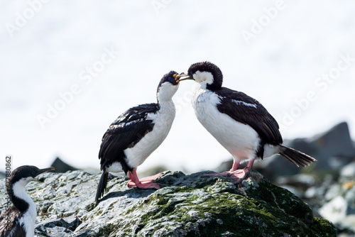 サウスジョージアムナジロヒメウ サウスジョージア島