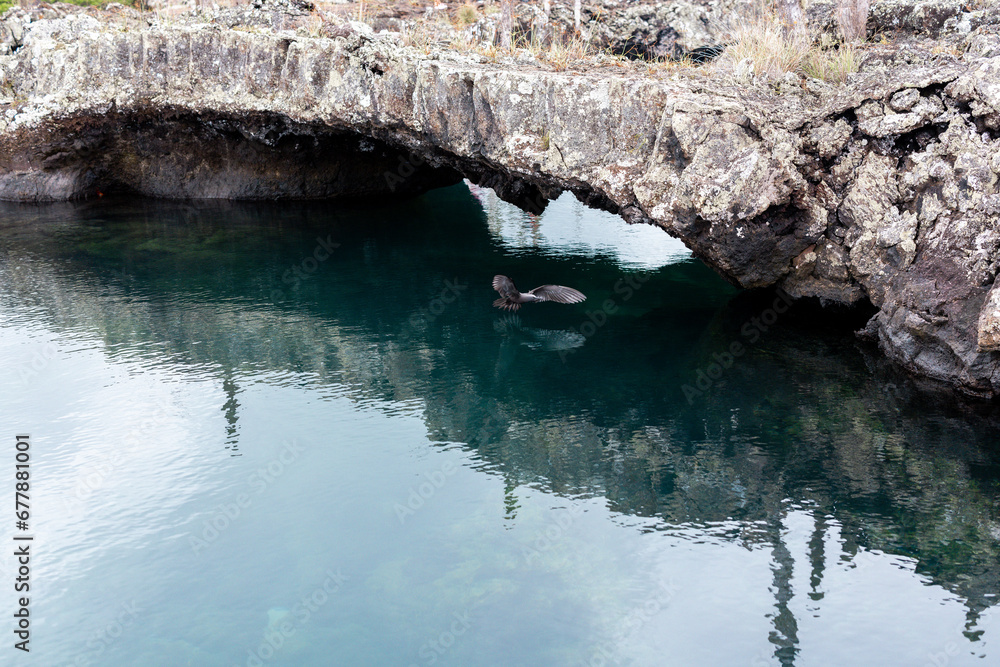 Fototapeta premium Volcanic Gull flying, Galapagos