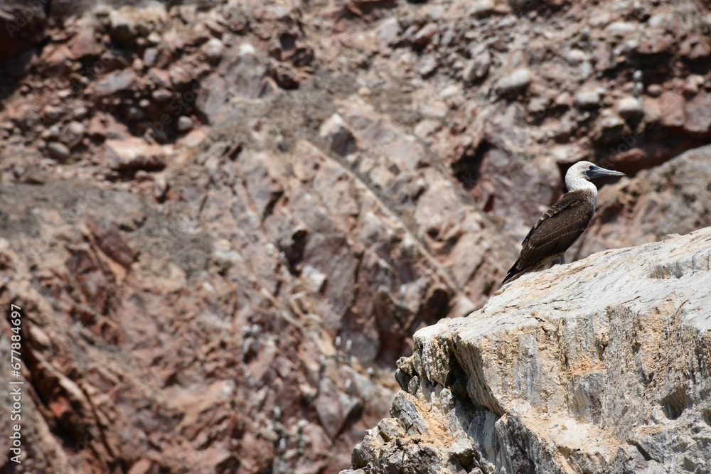 Blue-footed booby (Sula nebouxii) at Islas Ballestas | Peru Blue-footed booby (Sula nebouxii) at Islas Ballestas | Peru