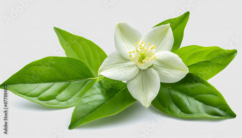 fresh green organic jasmine flower isolated on white background transparent background and natural transparent shadow ingredient spice for cooking collection for design