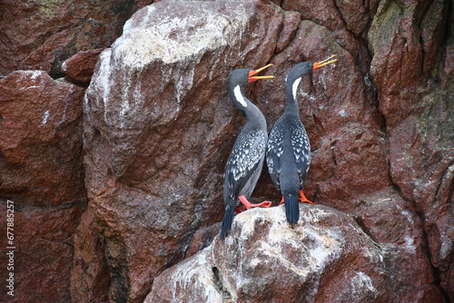 Red-legged cormorant (Poikilocarbo gaimardi) at Islas Ballestas | Peru