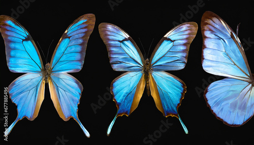 a set of three very beautiful blue butterflies with color transitions isolated on a transparent background ai generated © Art_me2541