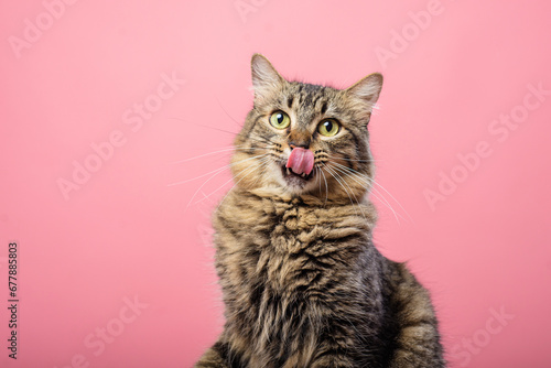 Portrait of tabby kitten with tongue out. Pink background. photo